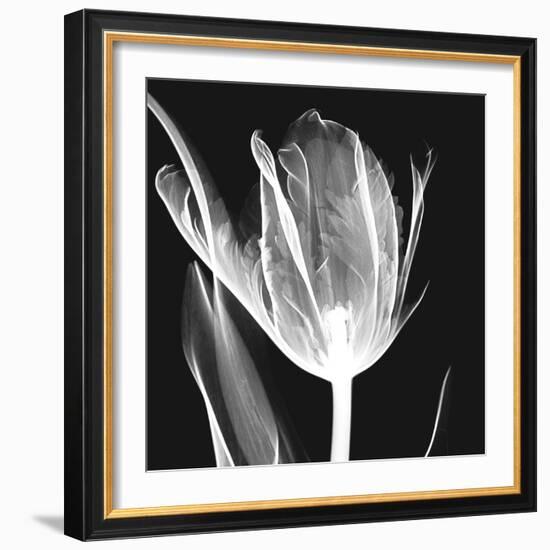 Lusty Tulip 2-Albert Koetsier-Framed Premium Giclee Print