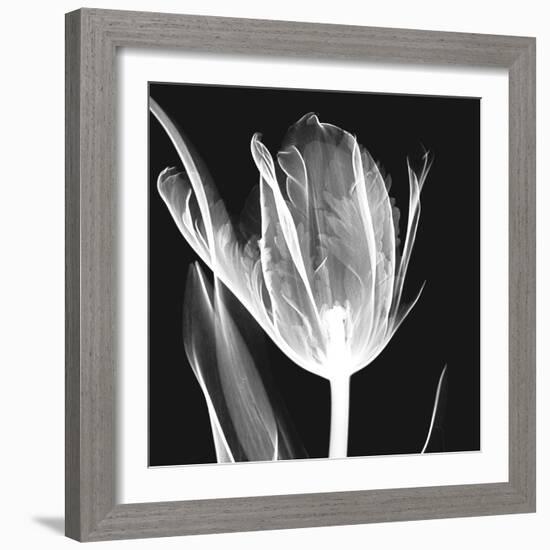 Lusty Tulip 2-Albert Koetsier-Framed Art Print