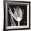 Lusty Tulip 2-Albert Koetsier-Framed Art Print