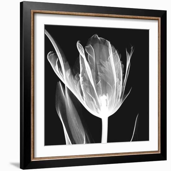 Lusty Tulip 2-Albert Koetsier-Framed Art Print