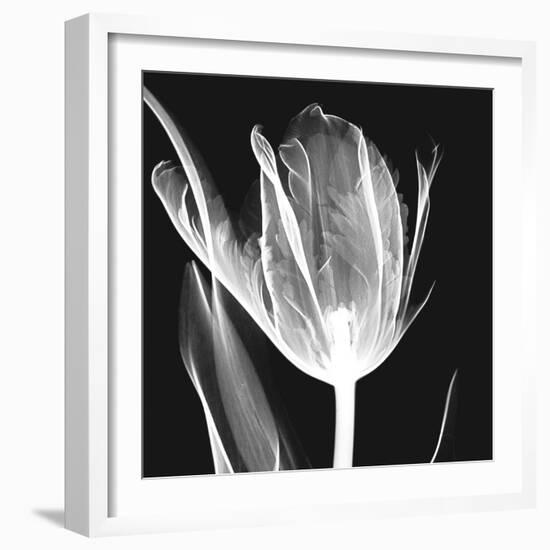 Lusty Tulip 2-Albert Koetsier-Framed Art Print