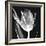 Lusty Tulip 2-Albert Koetsier-Framed Art Print