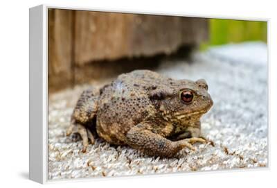 The Common Toad, European Toad, or in Anglophone Parts of