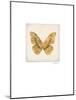 Luxe Butterfly-Morgan Yamada-Mounted Premium Giclee Print