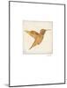 Luxe Hummingbird-Morgan Yamada-Mounted Premium Giclee Print