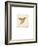 Luxe Hummingbird-Morgan Yamada-Framed Premium Giclee Print