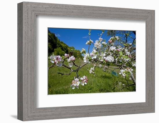 Luxembourg, Ansembourg, Castle Garden, Apple Tree Blossom, Spring-Chris Seba-Framed Photographic Print