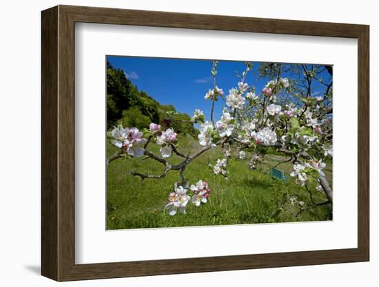 Luxembourg, Ansembourg, Castle Garden, Apple Tree Blossom, Spring-Chris Seba-Framed Photographic Print