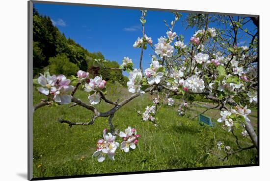 Luxembourg, Ansembourg, Castle Garden, Apple Tree Blossom, Spring-Chris Seba-Mounted Photographic Print