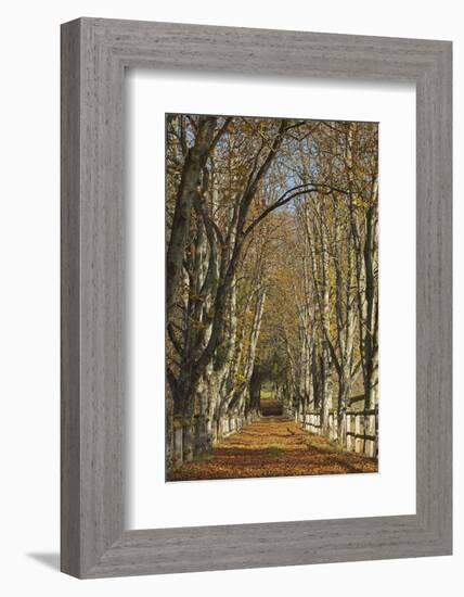 Luxembourg, Ansembourg Castle, Path, Avenue, Autumn Foliage-Chris Seba-Framed Photographic Print