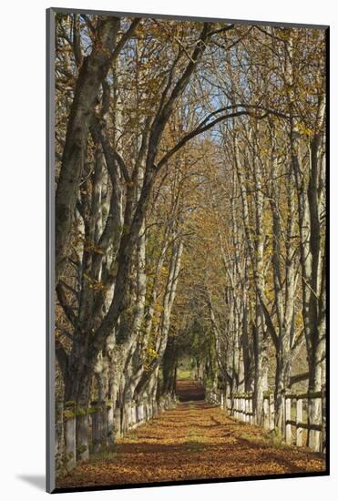 Luxembourg, Ansembourg Castle, Path, Avenue, Autumn Foliage-Chris Seba-Mounted Photographic Print