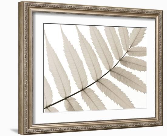 Luxurious Leaves-Assaf Frank-Framed Giclee Print