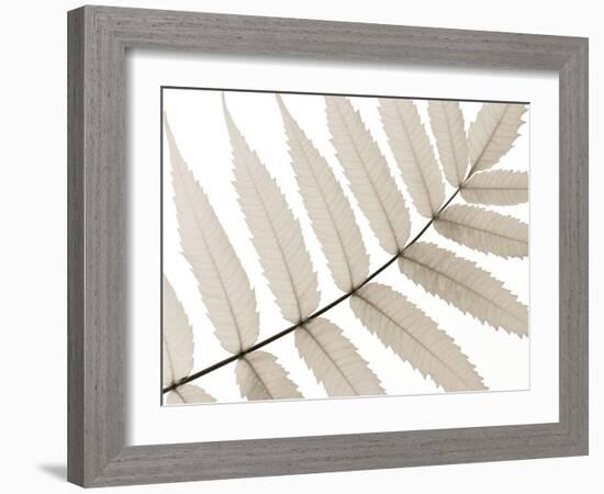 Luxurious Leaves-Assaf Frank-Framed Giclee Print