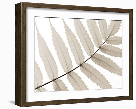 Luxurious Leaves-Assaf Frank-Framed Giclee Print