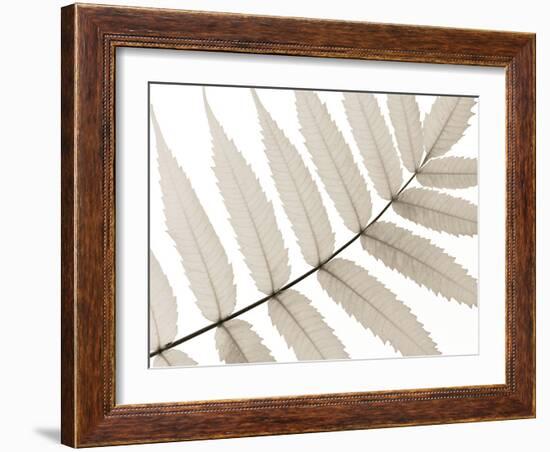 Luxurious Leaves-Assaf Frank-Framed Giclee Print
