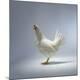 Premium Photographic Print