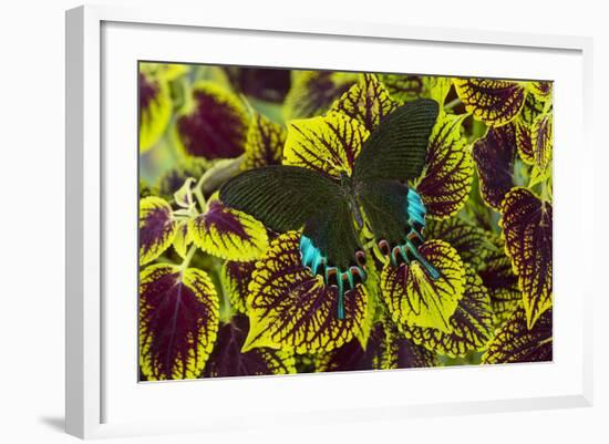 Luzon Peacock Swallowtail Butterfly from Philippines, Papilio Hermeli-Darrell Gulin-Framed Photographic Print