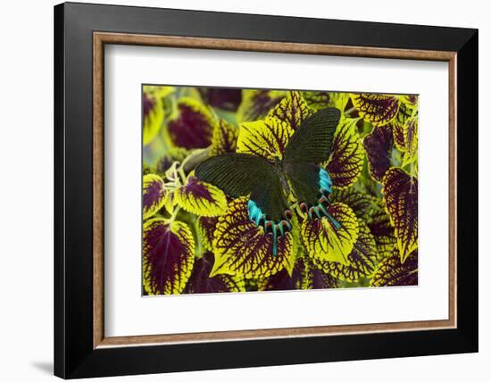 Luzon Peacock Swallowtail Butterfly from Philippines, Papilio Hermeli-Darrell Gulin-Framed Photographic Print