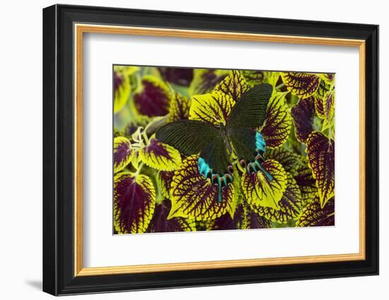 Luzon Peacock Swallowtail Butterfly from Philippines, Papilio Hermeli-Darrell Gulin-Framed Photographic Print