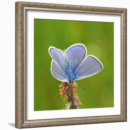 Lycaenidae, Male, Wilted Blossom-Harald Kroiss-Framed Photographic Print