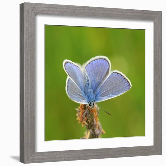 Lycaenidae, Male, Wilted Blossom-Harald Kroiss-Framed Photographic Print