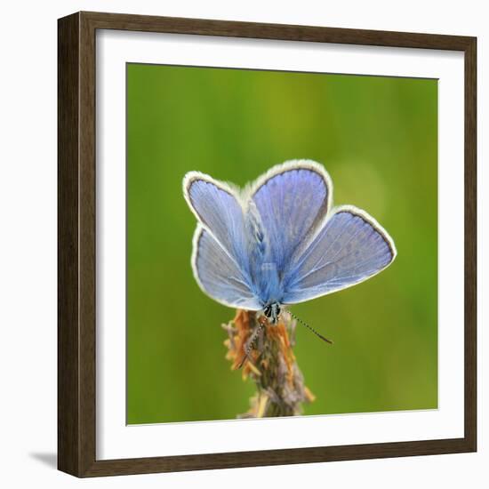 Lycaenidae, Male, Wilted Blossom-Harald Kroiss-Framed Photographic Print