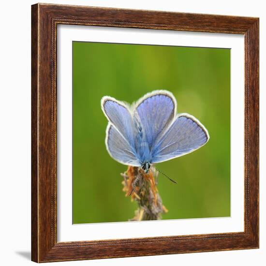 Lycaenidae, Male, Wilted Blossom-Harald Kroiss-Framed Photographic Print