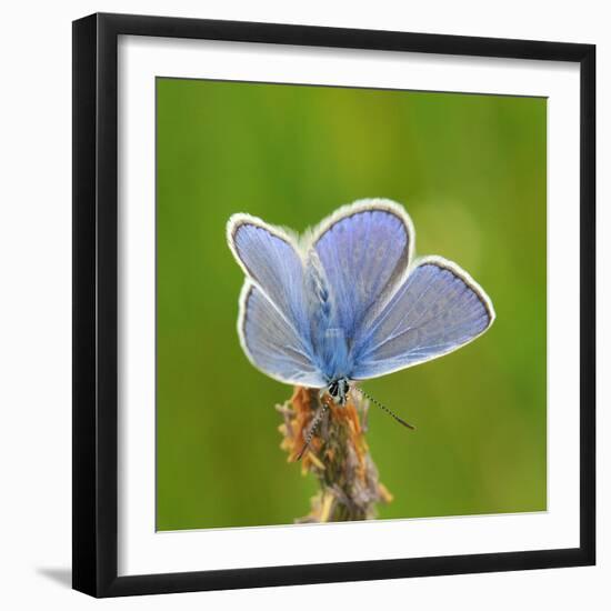Lycaenidae, Male, Wilted Blossom-Harald Kroiss-Framed Photographic Print