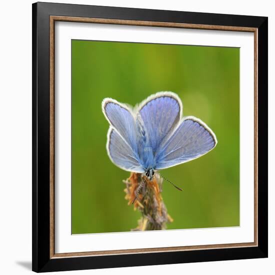 Lycaenidae, Male, Wilted Blossom-Harald Kroiss-Framed Photographic Print