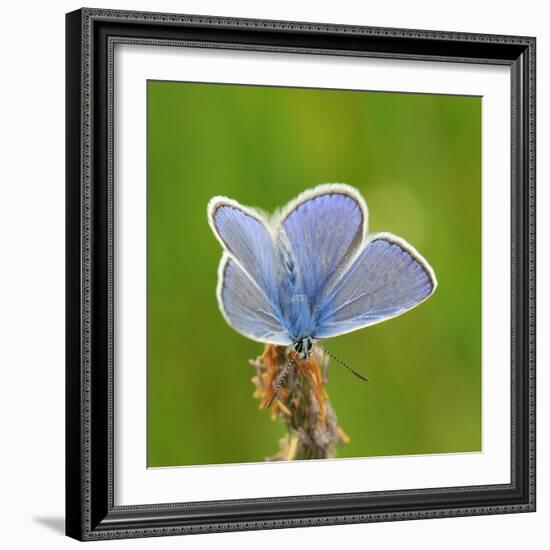 Lycaenidae, Male, Wilted Blossom-Harald Kroiss-Framed Photographic Print