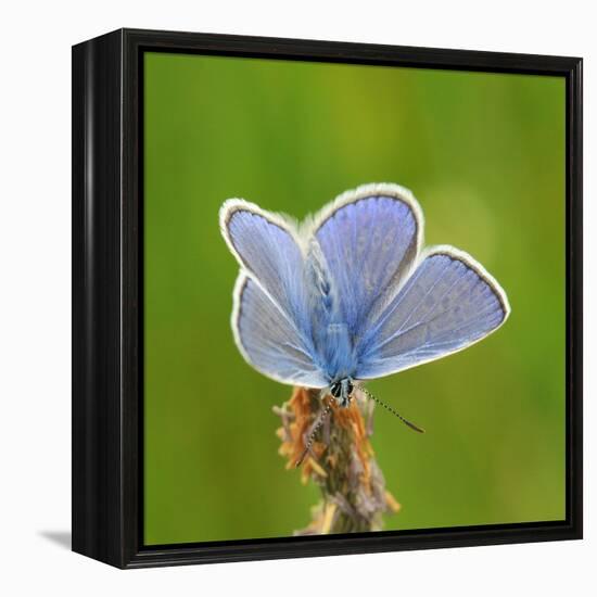 Lycaenidae, Male, Wilted Blossom-Harald Kroiss-Framed Premier Image Canvas