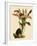 Lycaste Deppei Var Punctatissima-John Nugent Fitch-Framed Giclee Print