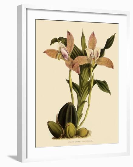 Lycaste Deppei Var Punctatissima-John Nugent Fitch-Framed Giclee Print