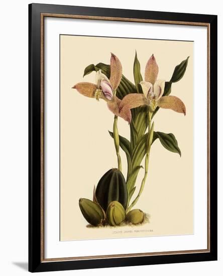 Lycaste Deppei Var Punctatissima-John Nugent Fitch-Framed Giclee Print