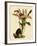 Lycaste Deppei Var Punctatissima-John Nugent Fitch-Framed Giclee Print