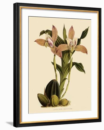 Lycaste Deppei Var Punctatissima-John Nugent Fitch-Framed Giclee Print