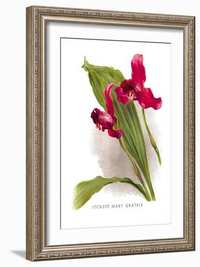 Lycaste Mary Gratrix-H.g. Moon-Framed Art Print