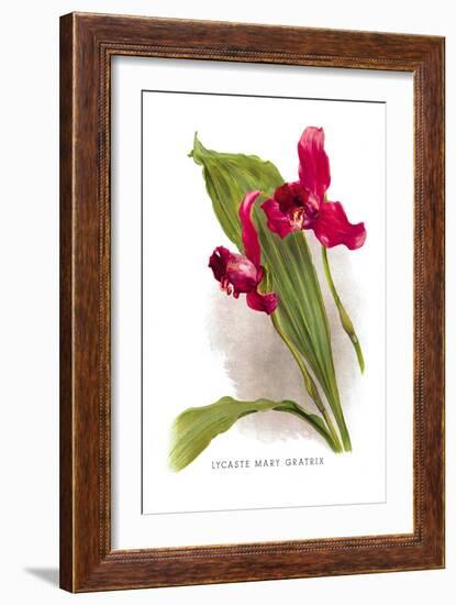 Lycaste Mary Gratrix-H.g. Moon-Framed Art Print