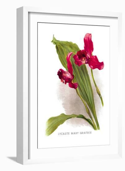 Lycaste Mary Gratrix-H.g. Moon-Framed Art Print