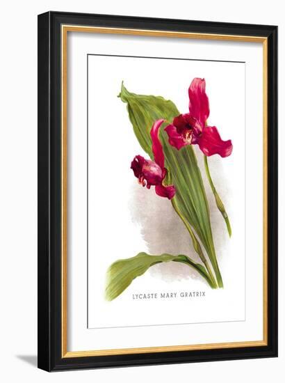 Lycaste Mary Gratrix-H.g. Moon-Framed Art Print