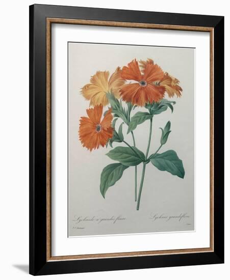 Lychnide - Silene-Pierre-Joseph Redoute-Framed Art Print