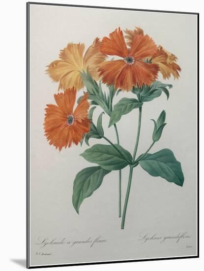 Lychnide - Silene-Pierre-Joseph Redoute-Mounted Art Print