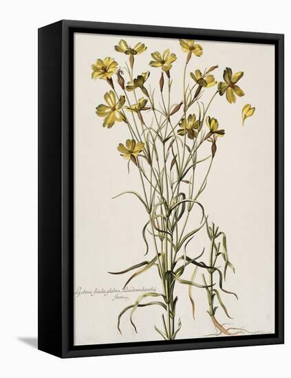 Lychnis Sicula Glabra, Facie Pseudomelanthij Lychnis-Nicolas Robert-Framed Premier Image Canvas