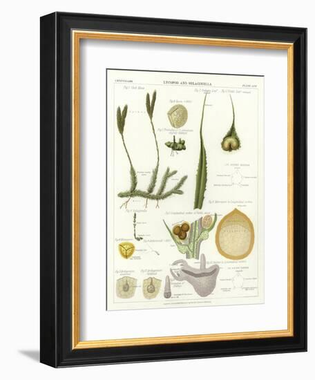 Lycopod and Selaginella-null-Framed Giclee Print