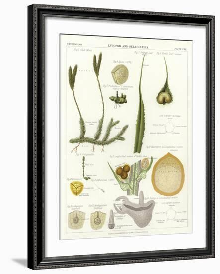 Lycopod and Selaginella-null-Framed Giclee Print