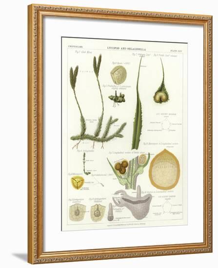 Lycopod and Selaginella-null-Framed Giclee Print
