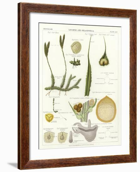 Lycopod and Selaginella-null-Framed Giclee Print