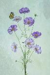 Dry Giant Allium-Lydia Jacobs-Photographic Print