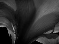 Orchid-Lydia Marano-Photographic Print