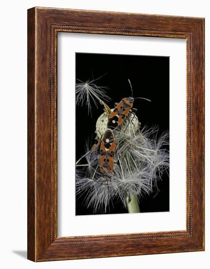 Lygaeus Equestris (Black-And-Red-Bug) - Mating-Paul Starosta-Framed Photographic Print